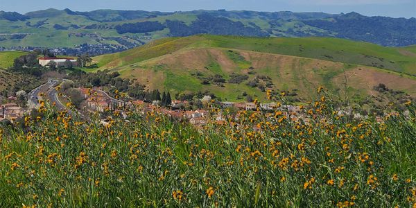 Photo of wildflowers with a town in the background
